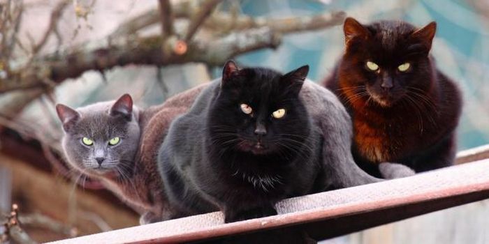 Животные, которые выглядят, ну очень серьезно. Впрочем, решать вам.. прикольные животные, животные, серьезные