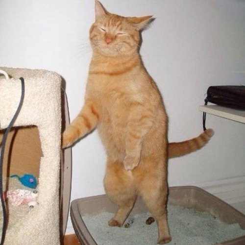 Забавные животные, которые умеют стоять, как люди Забавные животные, которые умеют стоять, как люди