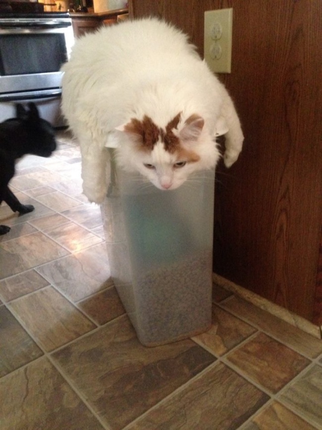 Животные, которые ни за что не отдадут свое) Животные, которые ни за что не отдадут свое)