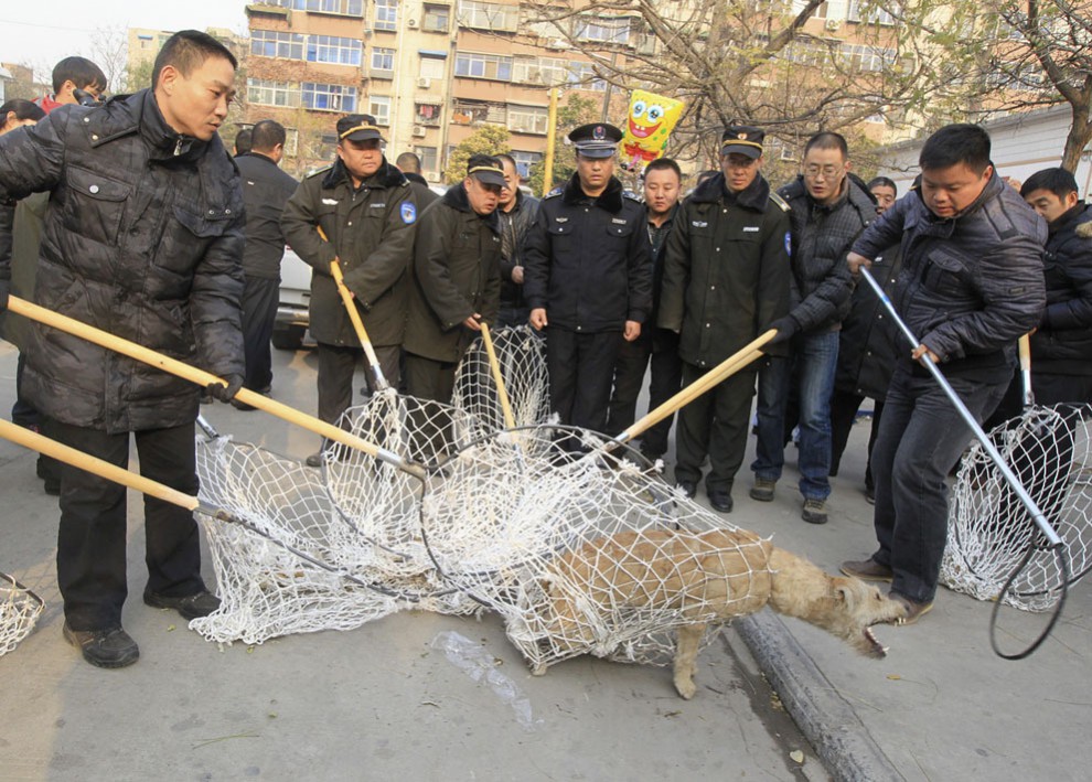 Бродячая собака пытается вырваться из сетей в Чжэнчжоу, провинция Хэнань, Китай, 5 декабря 2013 года. Около сотни человек ловили собаку, которая, по многочисленным жалобам местных жителей, нападала на людей. (Reuters/Stringer)