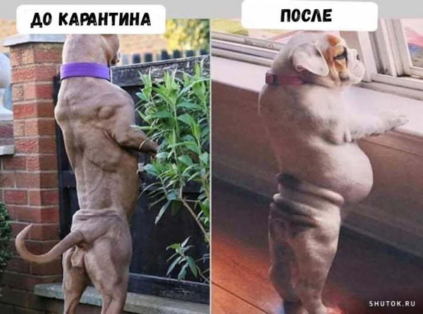 12 актуальных мемов про жизнь после карантина