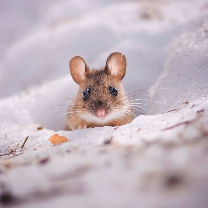 Мышка в объективе финского фотографа.