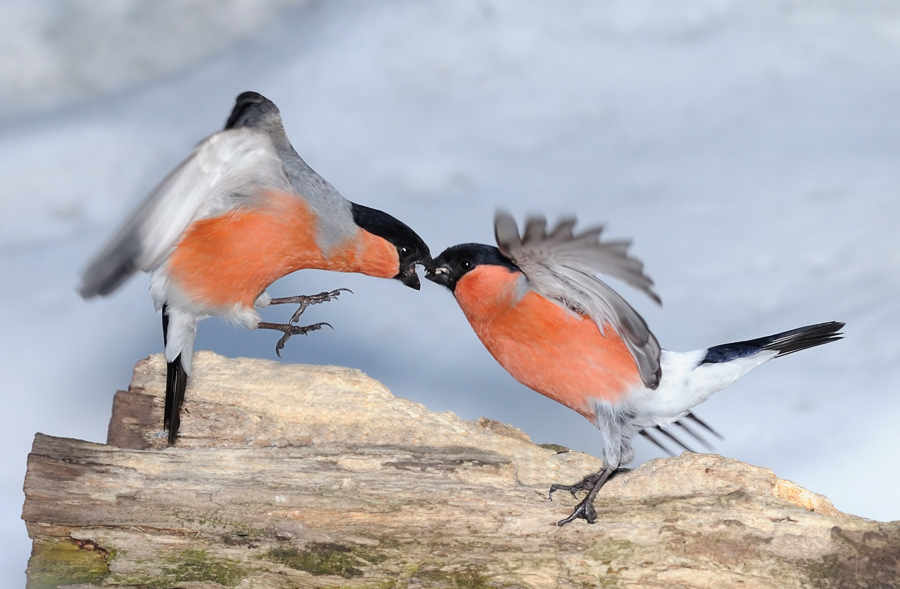 �� ������� �������...