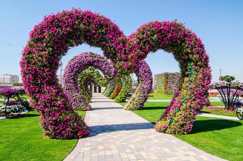  Чудо - сад в Дубаи путешествия, сад, фото, цветы