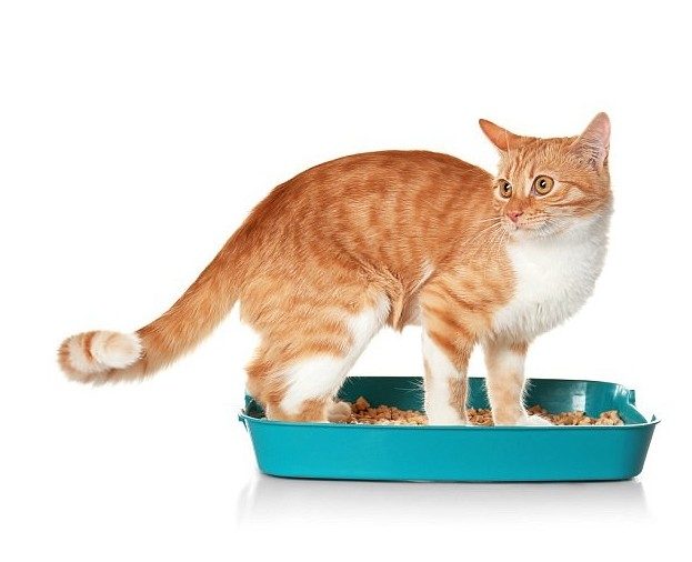 Коты могут стать причиной смертельных заболеваний