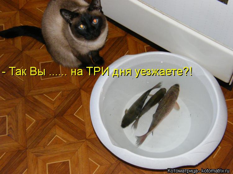 И снова котоматрица!!! И снова котоматрица!!!