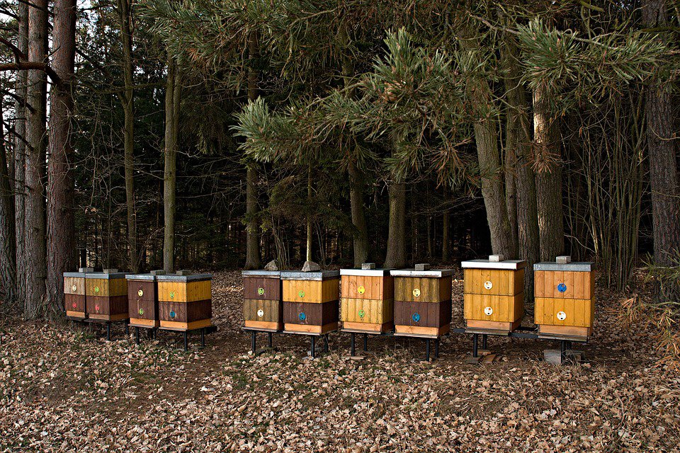 https://360tv.ru/media/uploads/article_images/2019/07/40879_apiary-1190661_960_720.jpg