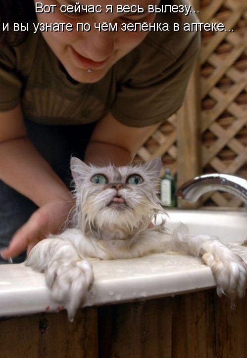 КОТЭ как есть КОТЭ