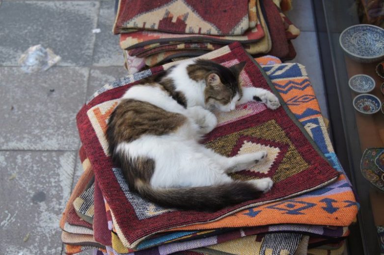 Колоритные уличные коты