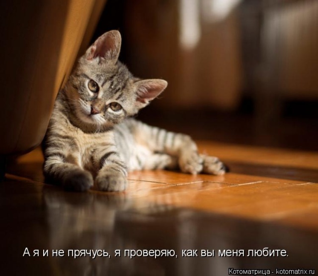 Лучшие котоматрицы недели Лучшие котоматрицы недели
