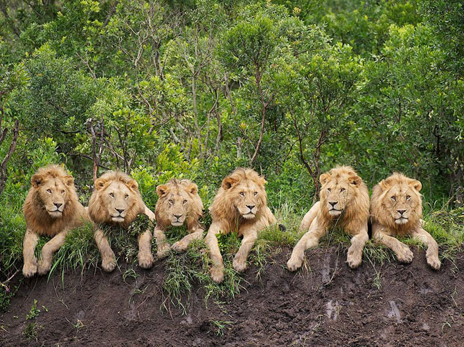 Лучшие фотографии National Geographic в июле