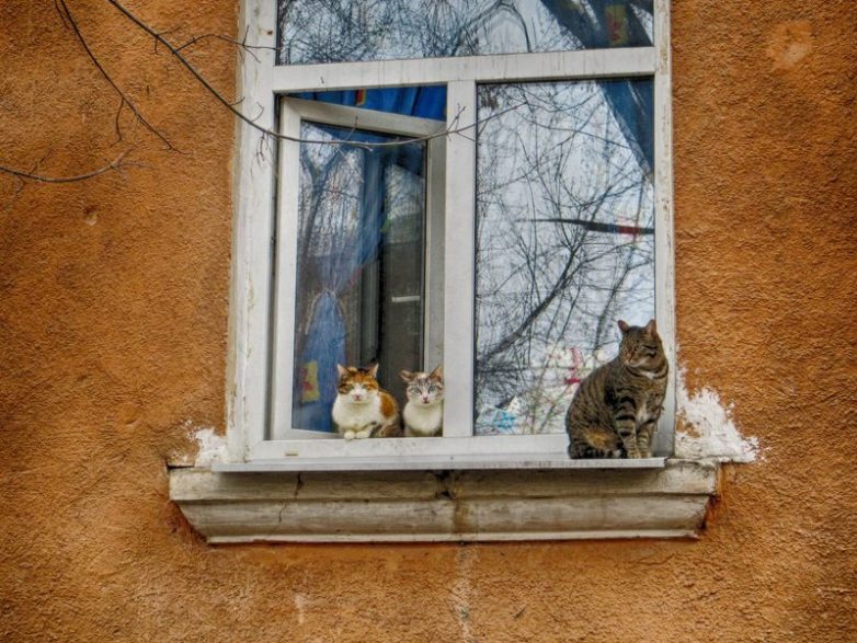 Колоритные уличные коты
