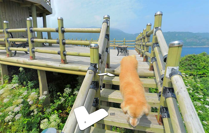 dog-follows-street-view-photographer-south-korea-19