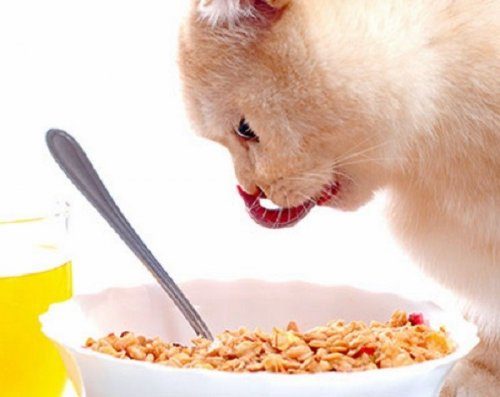 Смешные кошки в предвкушении вкусненького Смешные кошки в предвкушении вкусненького