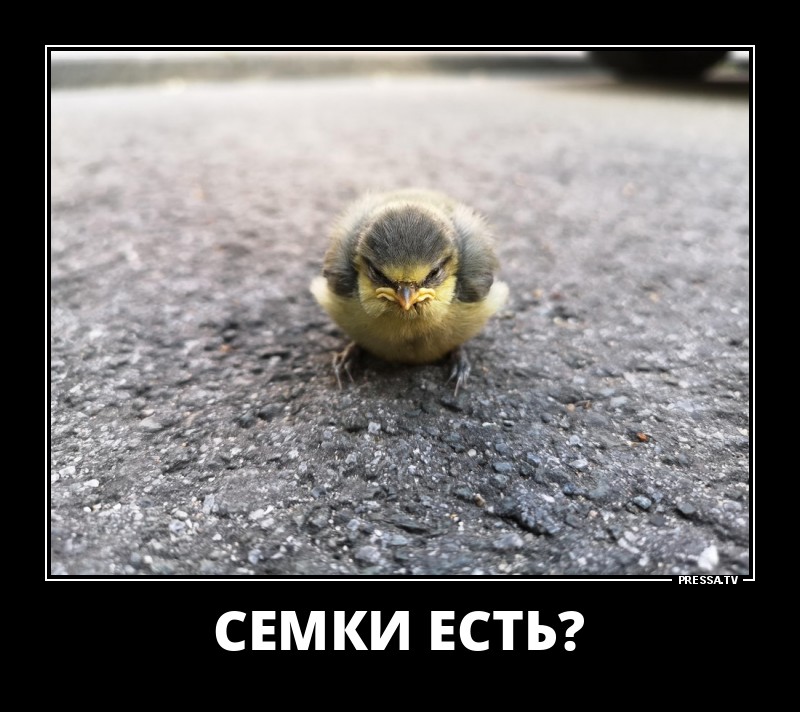 Смешные летние демотиваторы о жизни Смешные летние демотиваторы о жизни