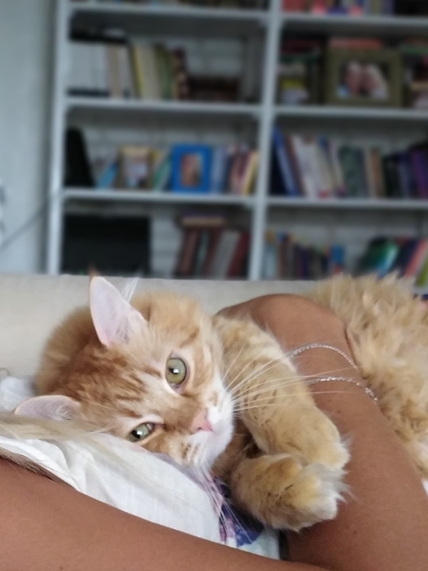 помощь котенку рыжий кот на руках