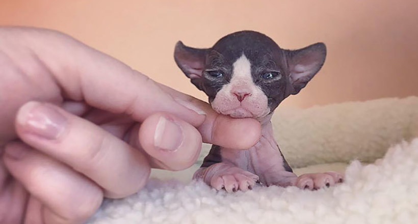 Adorable hairless sphynx kittens 43 5cb83d654313e 700