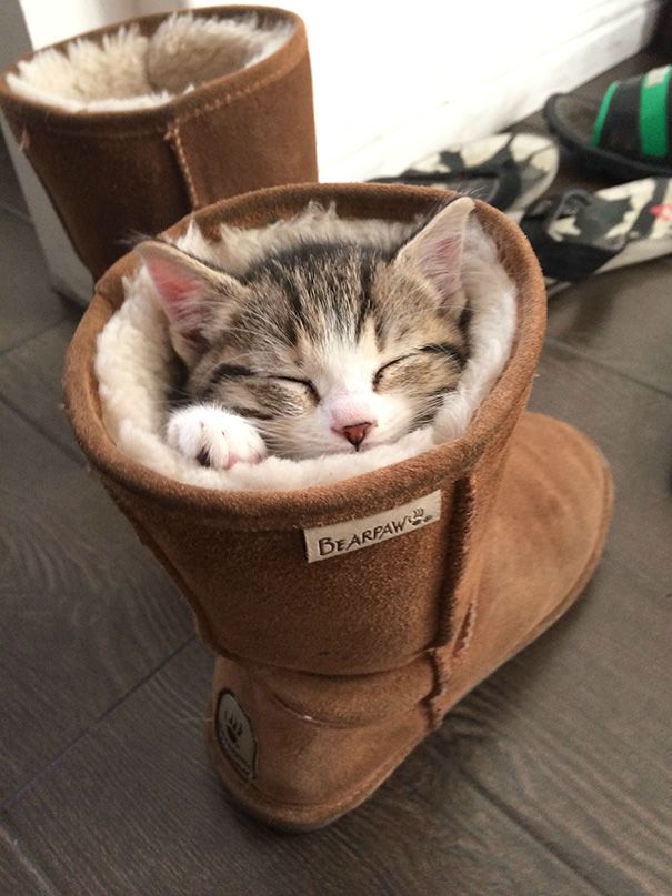 20 спящих котят, которые постигли науку сна в совершенстве спящие котята, котята спят