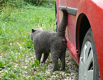 http://britancat.ru/img/info11.jpg