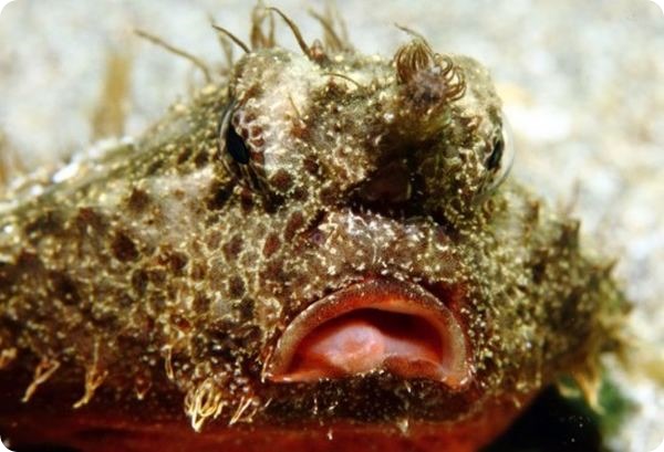 Морской нетопырь (лат. Ogcocephalus) Морской нетопырь (лат. Ogcocephalus)