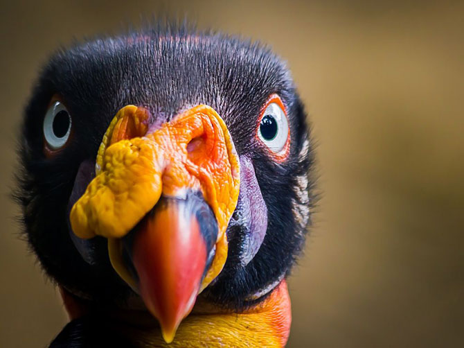 Лучшие фотографии National Geographic в июле