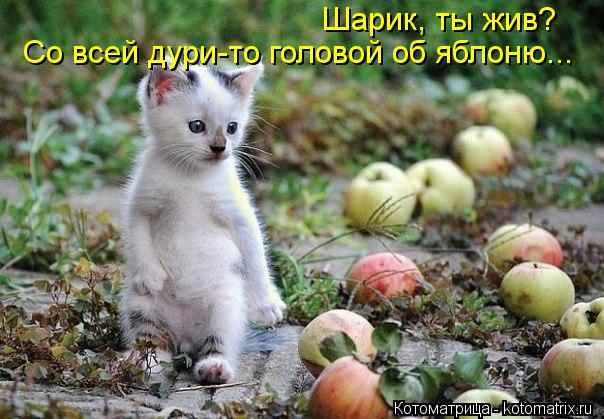 Котоматрица: Шарик, ты жив? Со всей дури-то головой об яблоню...