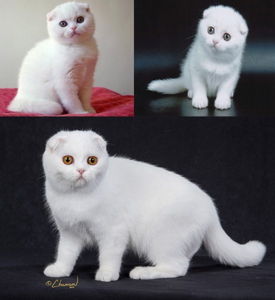Кошки-блондинки