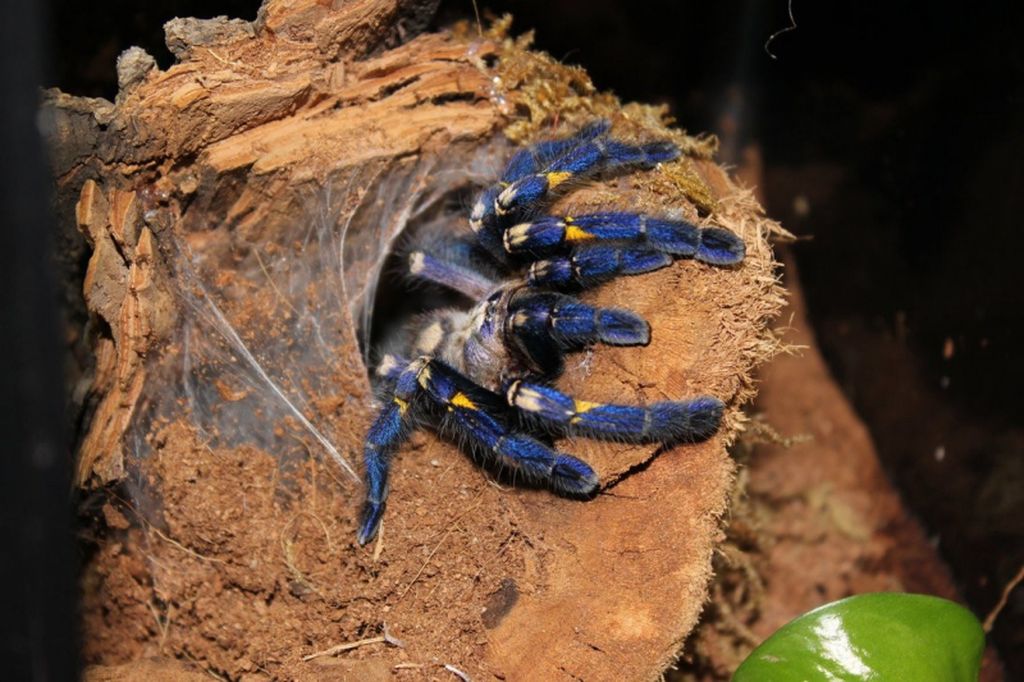 Паук-птицеед Poecilotheria metallica