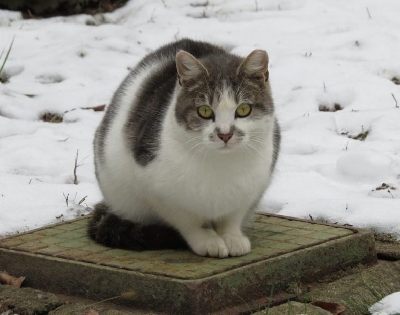 Колоритные уличные коты