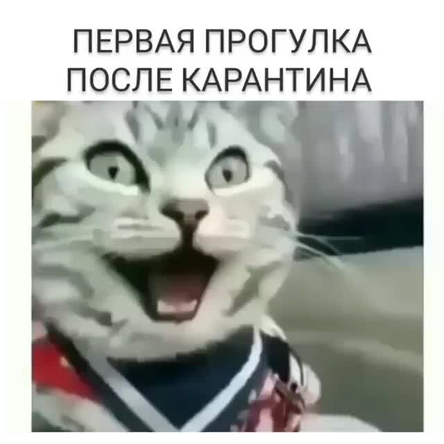 12 актуальных мемов про жизнь после карантина
