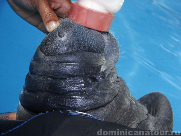 Доминиканская Республика на карте мира расположена между Карибским морем и Атлантическим океаном, на острове Гаити