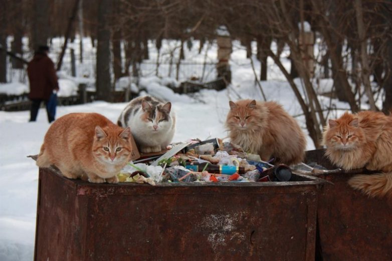 Колоритные уличные коты