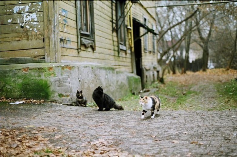Колоритные уличные коты