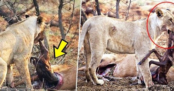 Как у голодной львицы проснулась совесть Как у голодной львицы проснулась совесть