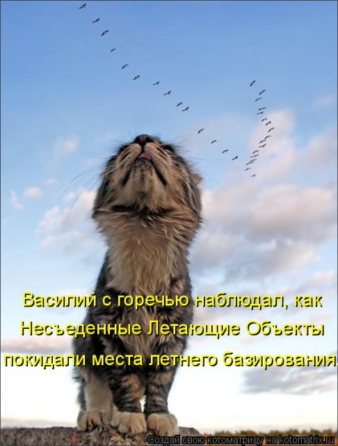 Лучшие котоматрицы недели Лучшие котоматрицы недели