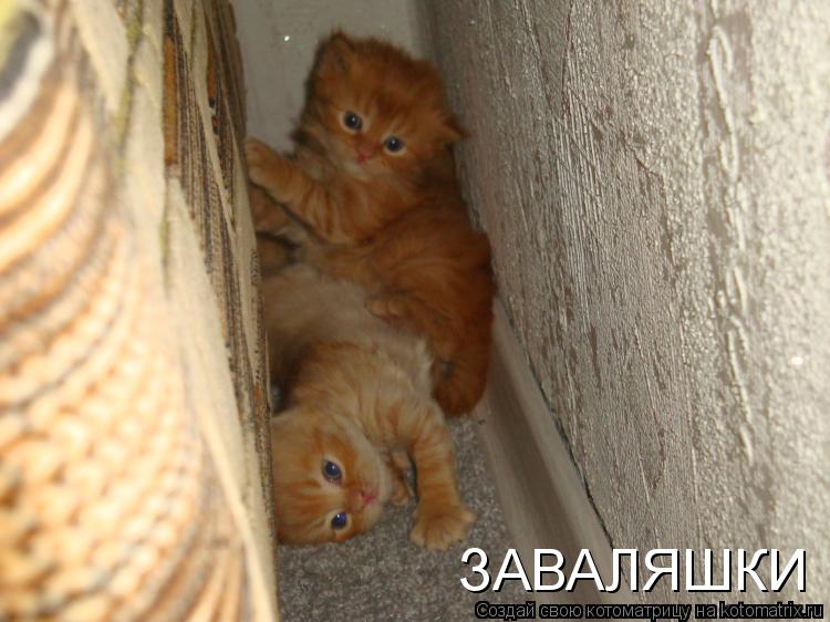 И снова котоматрица!!! И снова котоматрица!!!