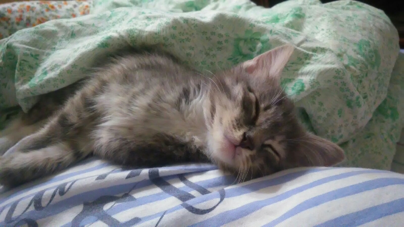помощь котенку котенок спит