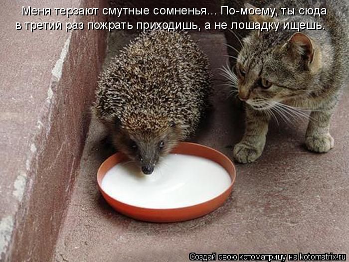 Лучшие котоматрицы недели (50 фото)