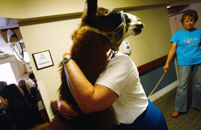 животные, героизм