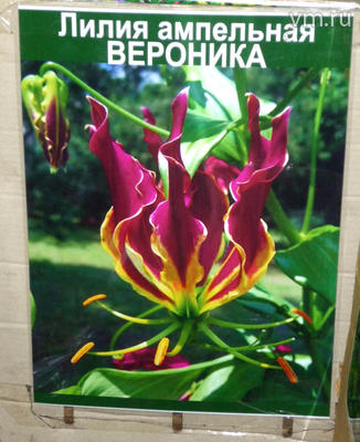 На фото не «ампельная лилия Вероника» (такой в природе нет), а комнатное растение глориоза