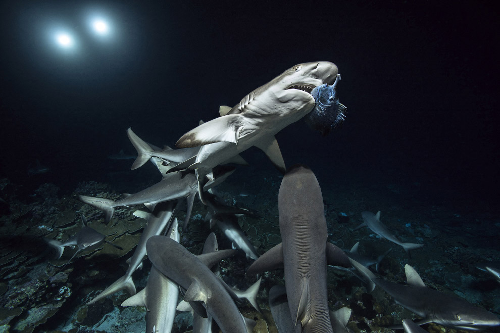 Shark Feeding Frenzy