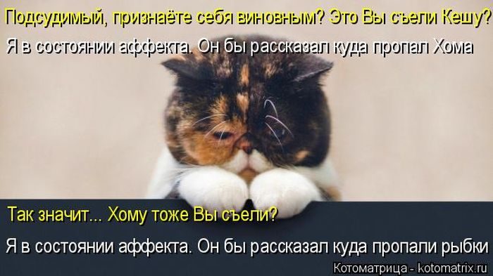 Лучшие котоматрицы недели