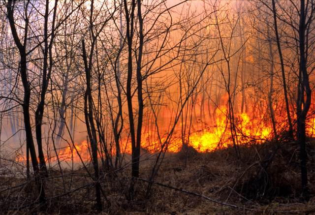 Масштабные лесные пожары продолжают бушевать в Якутии