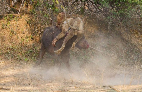 Схватка буйвола и льва – кто сильнее