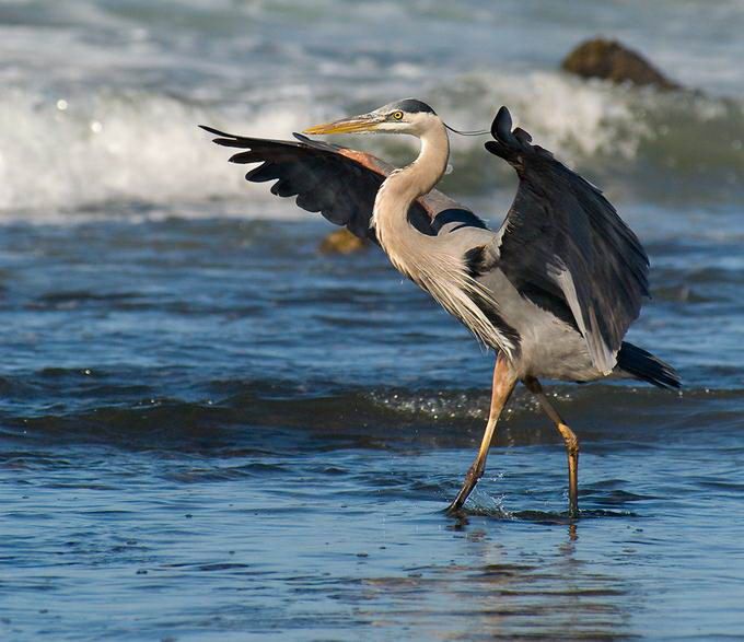 Великолепные моменты из мира животных (60 фото) Великолепные моменты из мира животных (60 фото)