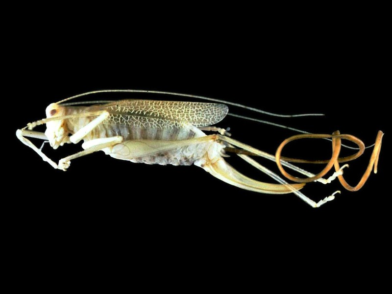 5. Spinochordodes tellinii 5. Spinochordodes tellinii выживание, жизнь, паразиты, природа, смерть