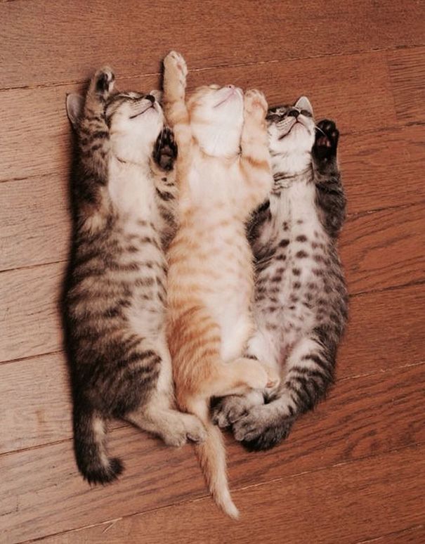 20 спящих котят, которые постигли науку сна в совершенстве спящие котята, котята спят