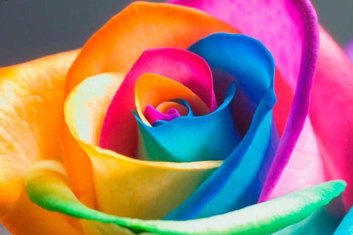  Как вырастить разноцветную розу