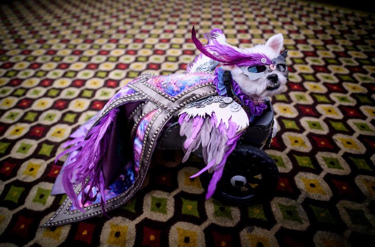 New York Pet Fashion Show: крупнейший в мире показ мод для животных