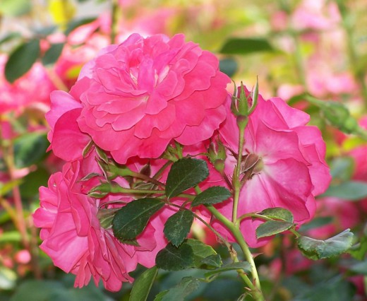 Роза (Rosa)
